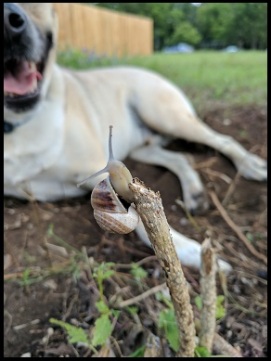 Dog and snail